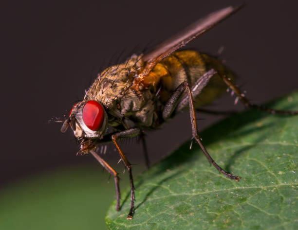 istock Fly on a leaf - great detail of face, compound eye, and thorax 1143585458