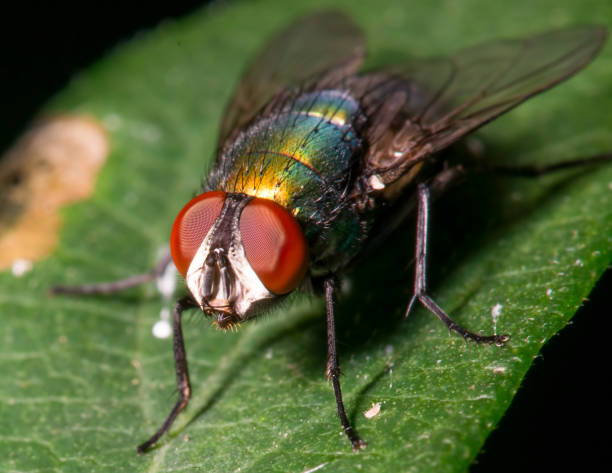 istock Fly on a leaf - great detail of face, compound eye, and thorax 1143585465