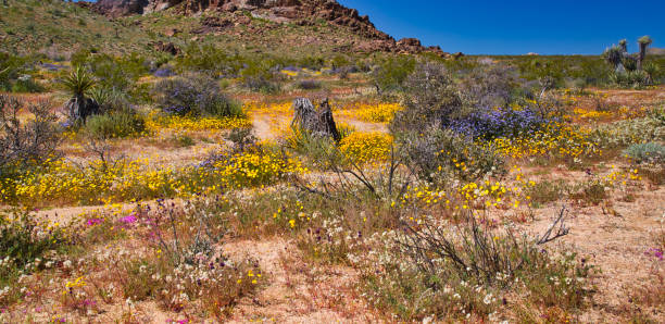 istock Spring Wildflower Superbloom in the desert 1143585662