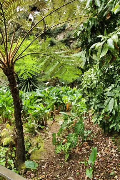 Photo of Leafy and green garden with big ferns in Sintra