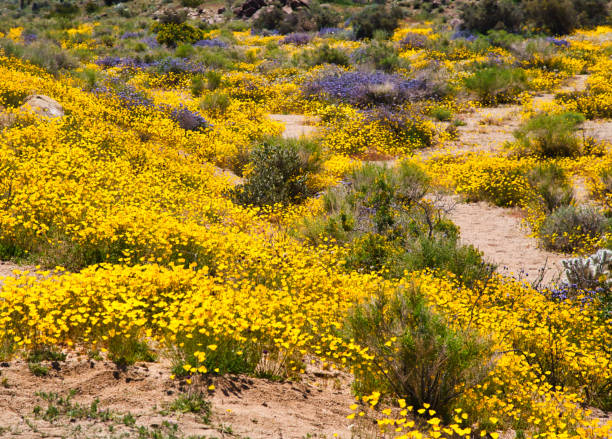 istock Spring Wildflower Superbloom in the desert 1143586762