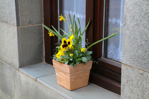 Pots with pansies are on the windowsill