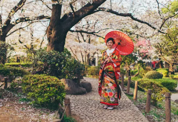A beautiful Japanese woman is dressed in traditional Japanese Kimono dress holding an umbrella while standing in a park under Sakura blossoms. She is looking at the camera for a portrait representing traditional Japanese culture in Sumida Park, Tokyo, Japan.