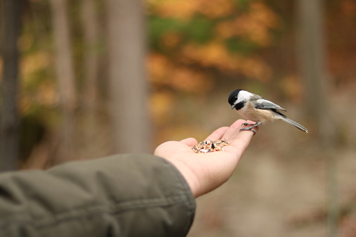 Wild bird feeding on a hand