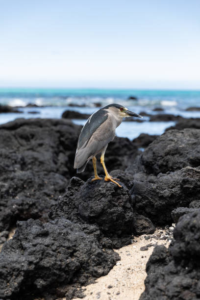 garza nocturna de corona negra. auku'u. isla de agua de hawái. pájaro sentado en las rocas con el océano en el fondo. - heron night heron island water fotografías e imágenes de stock