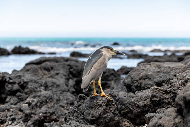 garza nocturna de corona negra. auku'u. isla de agua de hawái. pájaro sentado sobre las rocas. - heron night heron island water fotografías e imágenes de stock