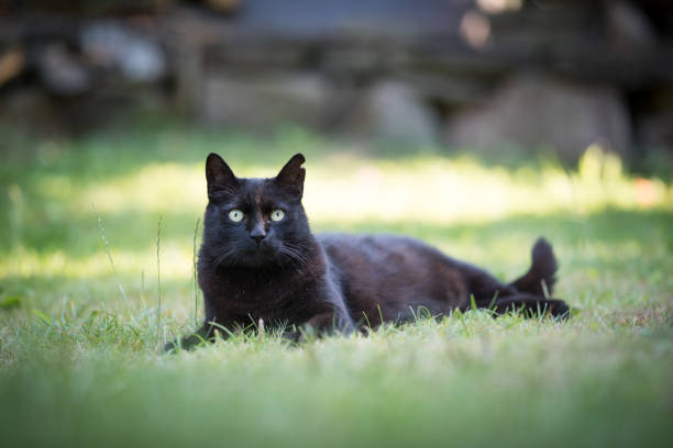 istock black cat on the lawn 1143599480