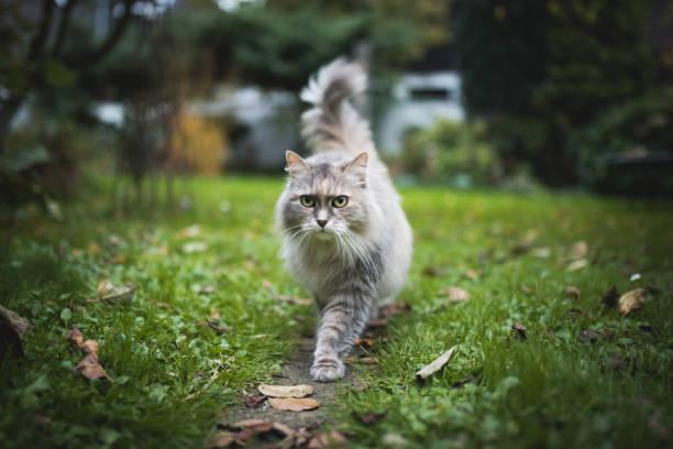 Long Haired Tortoiseshell Cat Stock Photos, Pictures & Royalty-Free Images - iStock Long Haired Tortoiseshell Cat Stock Photos, Pictures & Royalty-Free Images - iStock
