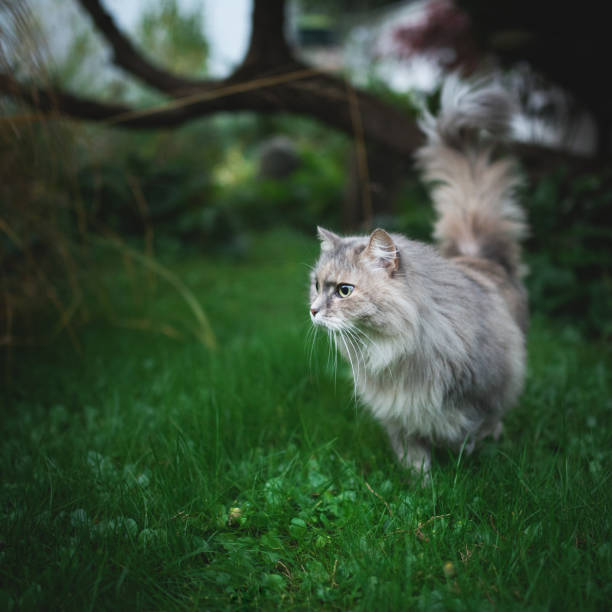 istock cat hunting in garden 1143599505