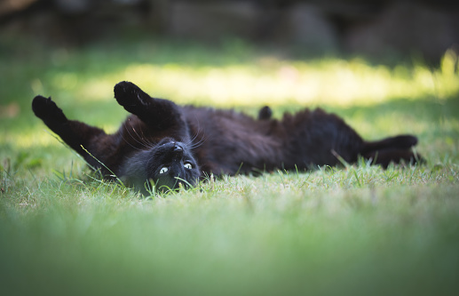 black domestic shorthair cat rolling on the lawn in the back yard on a sunny summer day