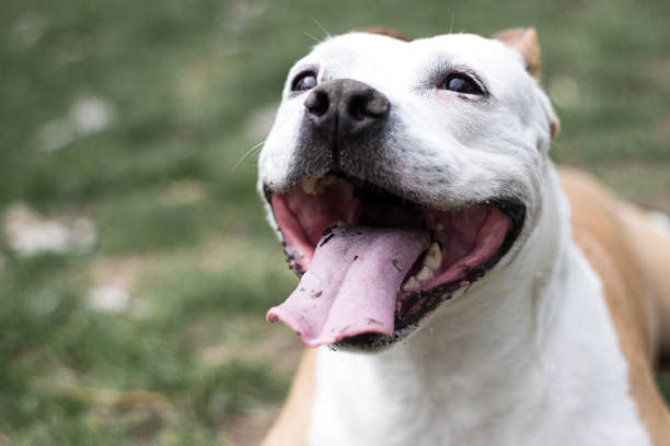 istock Friendly Dog having a big smile 1143601731