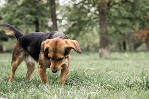 istock Little sweet dog smelling 1143601833