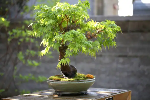 Photo of Pretty Bonsai trees