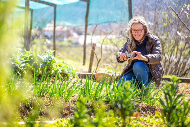 Smiling Mature Woman Taking a Photo of her Vegetable Crops on her Garden Smiling Mature Woman Taking a Photo of her Vegetable Crops on her Garden agritourism stock pictures, royalty-free photos & images