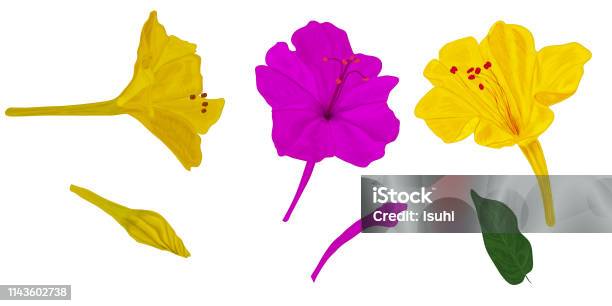 A Set Of Flowers Mirabilis With Closed Buds And Green Leaf Yellow And Purple Garden Night Flower On A White Background For Botanical Ornament Stock Illustration - Download Image Now