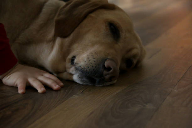 istock Yellow Labrador Dog Nose 1143603359