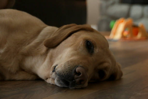 istock Yellow Labrador Dog Nose 1143603361