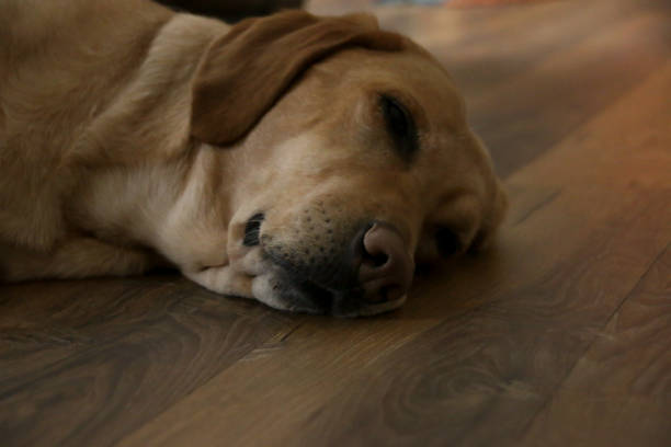 istock Yellow Labrador Dog Nose 1143603437
