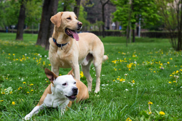 istock Springtime happy dog friends 1143603445