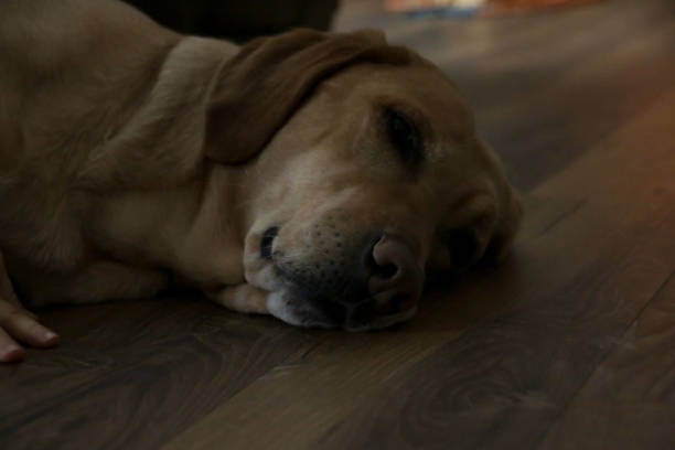 istock Yellow Labrador Dog Nose 1143603472