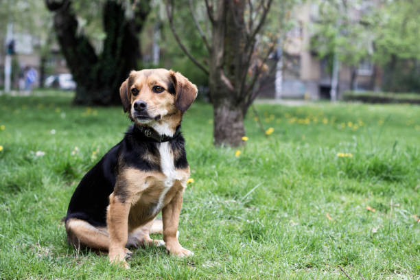 istock Little sweet dog 1143603586