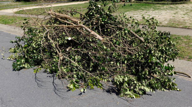 Cut Tree Branches Stacked at Curb - fotografia de stock