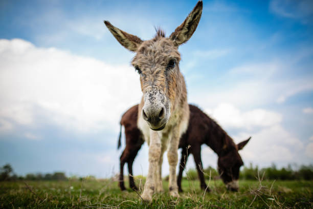 istock Close up of a donkey looking at camera 1143607166