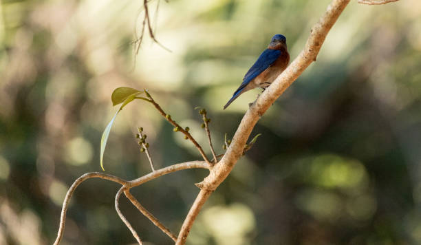 istock Eastern bluebird Sialia sialis on a palm tree 1143608028