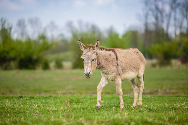 istock 3 weeks old donkey on green field 1143608087