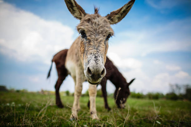 Close up of a donkey looking at camera stock photo