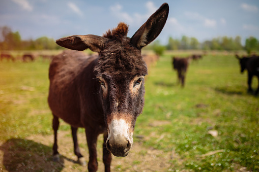 Close up of a brown donkey on a grassy field