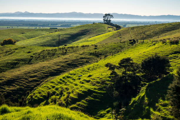 istock New Zealand Countryside Panoramic View 1143609228