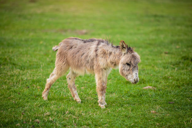 istock 3 weeks old donkey on green field 1143609291