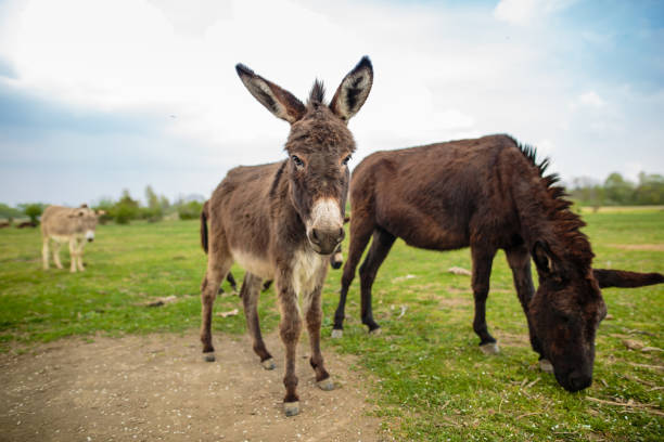 istock Donkeys on green grass field 1143610606