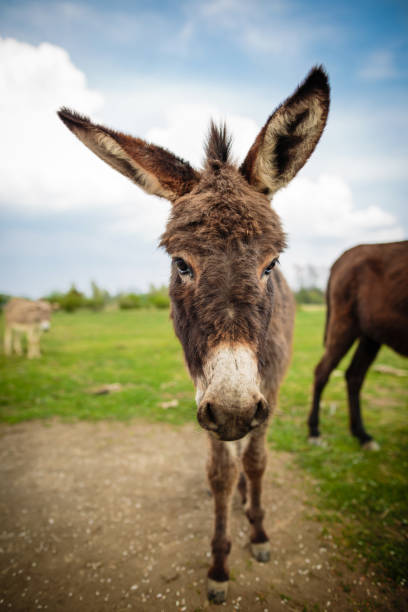 istock Close up of a donkey on a grassy field 1143610625