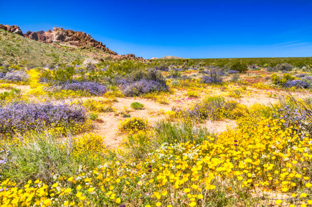 istock Spring Wildflower Superbloom in the desert 1143611305