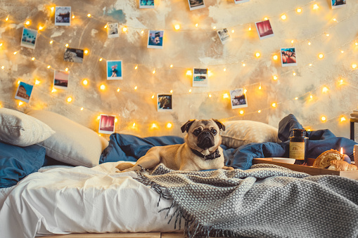 Pug-dog in stylish cozy bedroom decorated with lights and photos