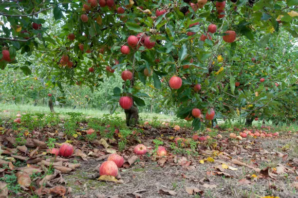 Apple orchard with ripe red apples hanging on trees. Nature background