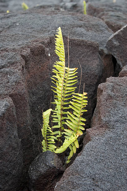 istock Fern in Lava Field 114361196
