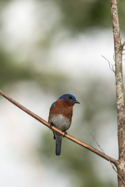 istock Eastern bluebird Sialia sialis on a pine tree 1143612532