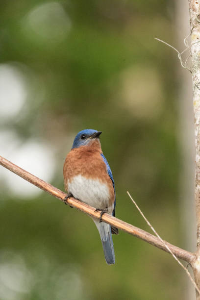 istock Eastern bluebird Sialia sialis on a pine tree 1143612750