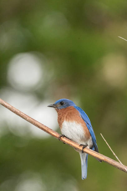 istock Eastern bluebird Sialia sialis on a pine tree 1143612751