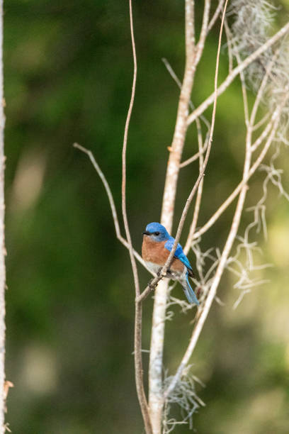 istock Eastern bluebird Sialia sialis on a pine tree 1143612837