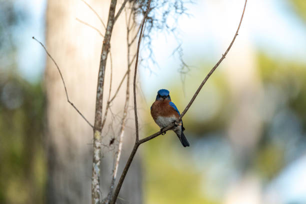 istock Eastern bluebird Sialia sialis on a pine tree 1143612859