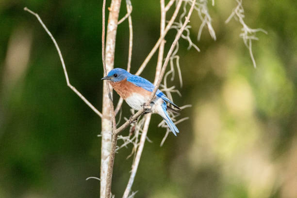 istock Eastern bluebird Sialia sialis on a pine tree 1143612876