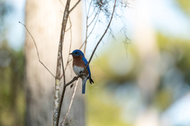 istock Eastern bluebird Sialia sialis on a pine tree 1143612877