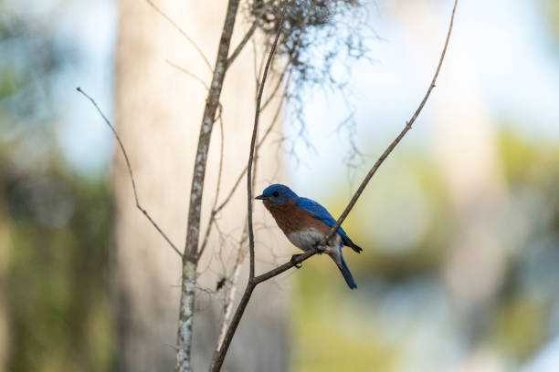 istock Eastern bluebird Sialia sialis on a pine tree 1143612966