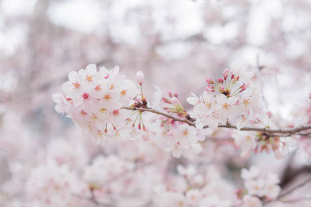 istock Cherry Blossom or Sakura in Japan close up 1143612979