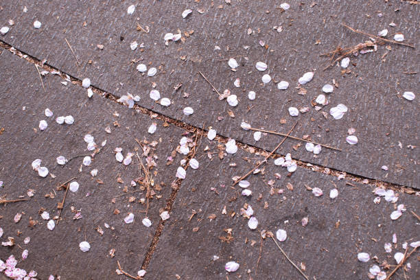 istock Fallen sakura petals on the ground with rocks after spring cherry blossom come to end 1143614042
