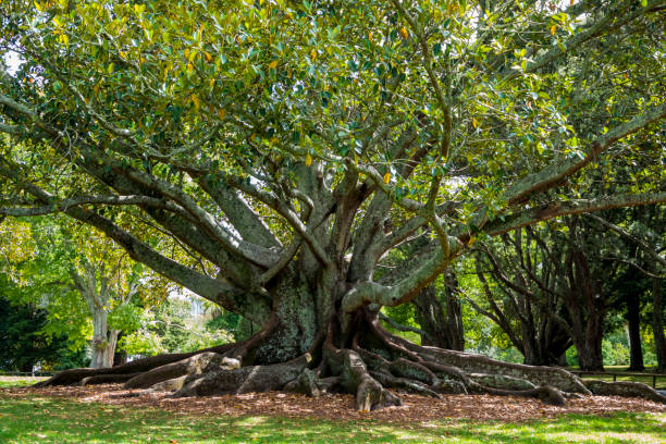 istock Huge Root Trees in the Auckland Domain Park 1143614510